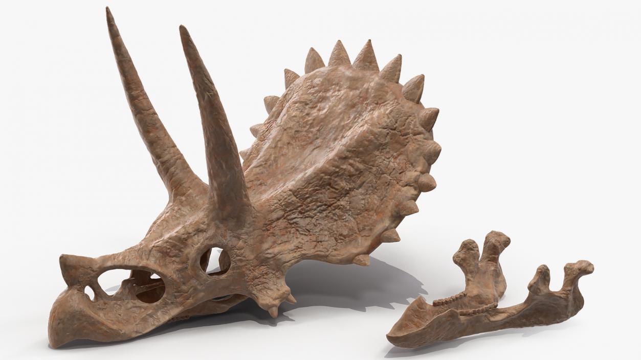 Triceratops Skull Fossil 3D model