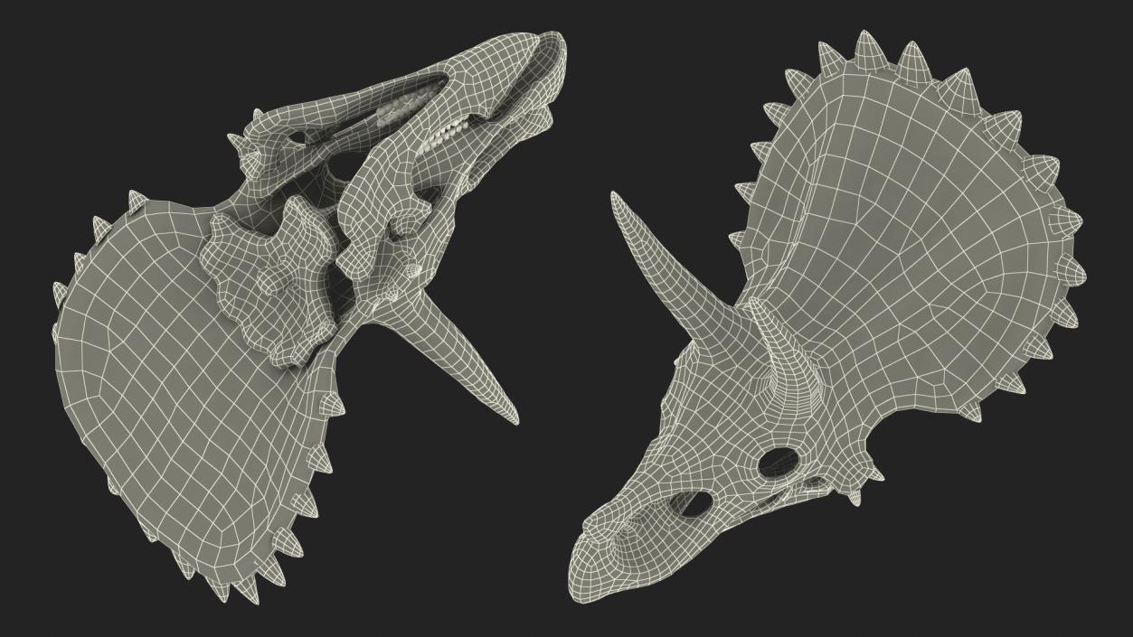 Triceratops Skull Fossil 3D model