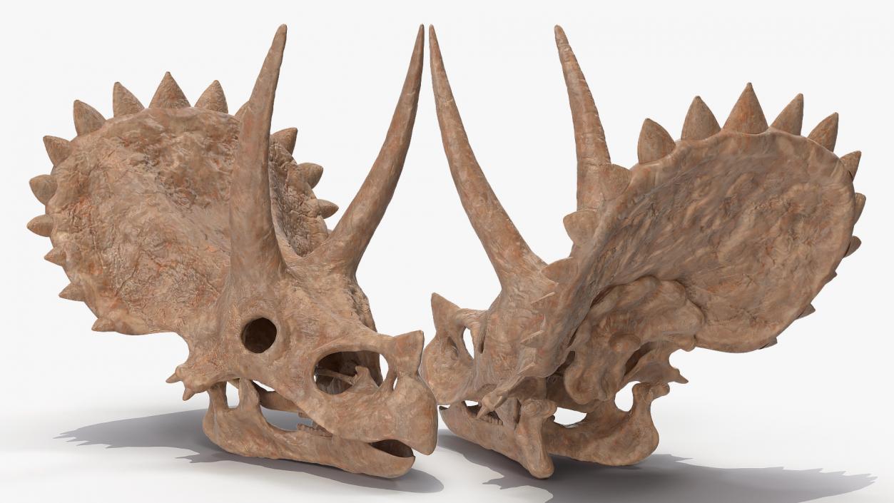 Triceratops Skull Fossil 3D model