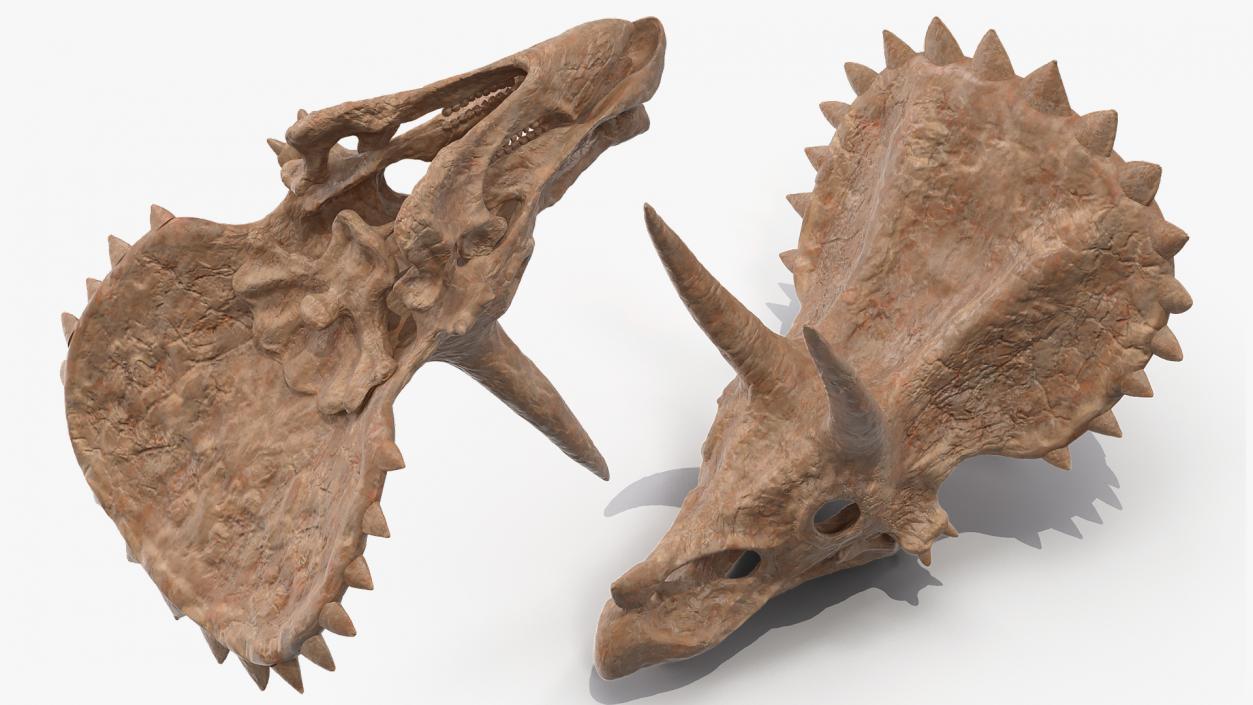 Triceratops Skull Fossil 3D model