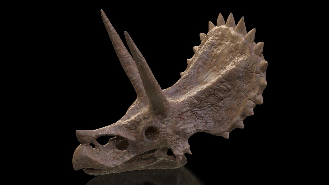 Triceratops Skull Fossil 3D model