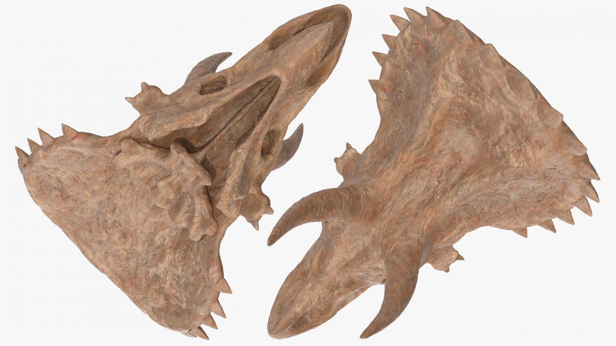 Triceratops Skull Fossil 3D model