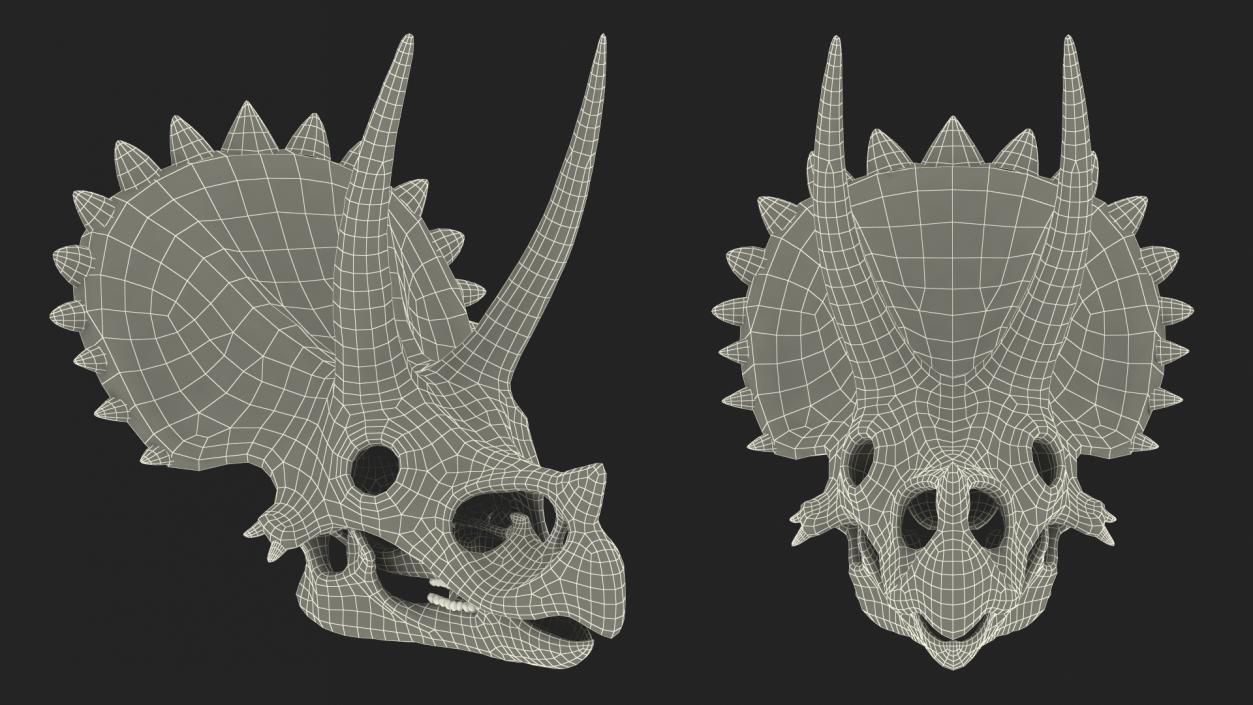 Triceratops Skull Fossil 3D model