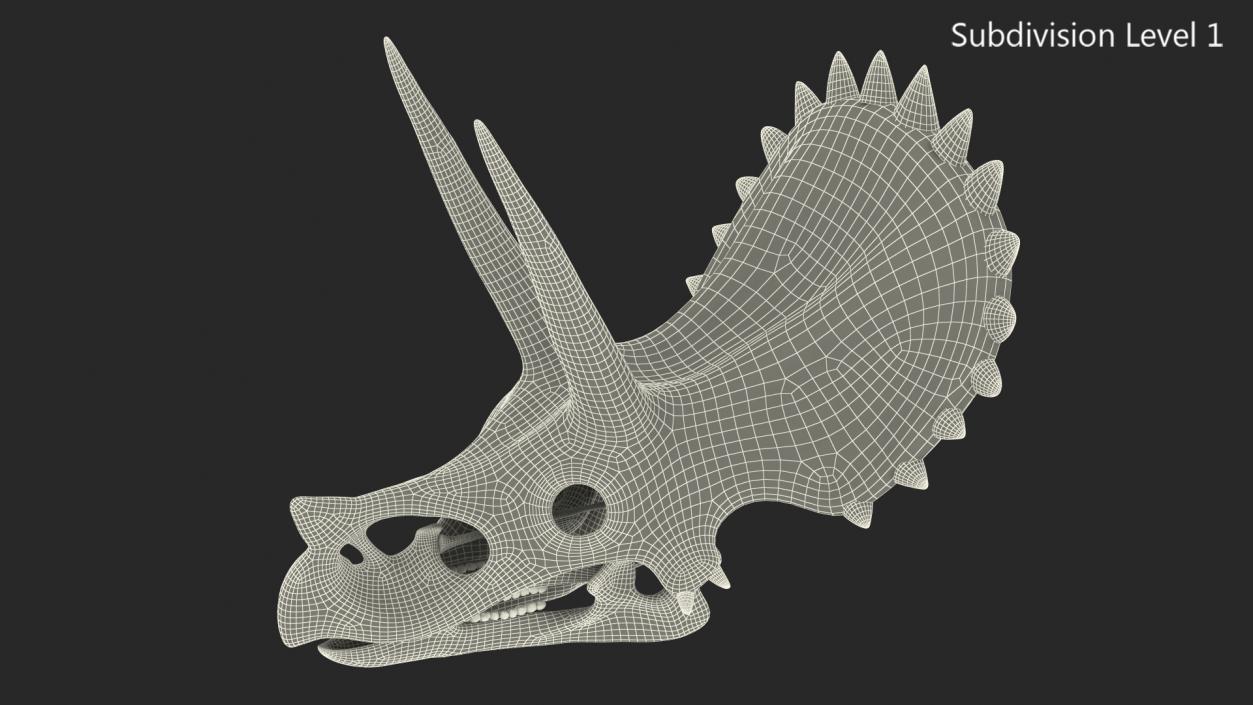 Triceratops Skull Fossil 3D model