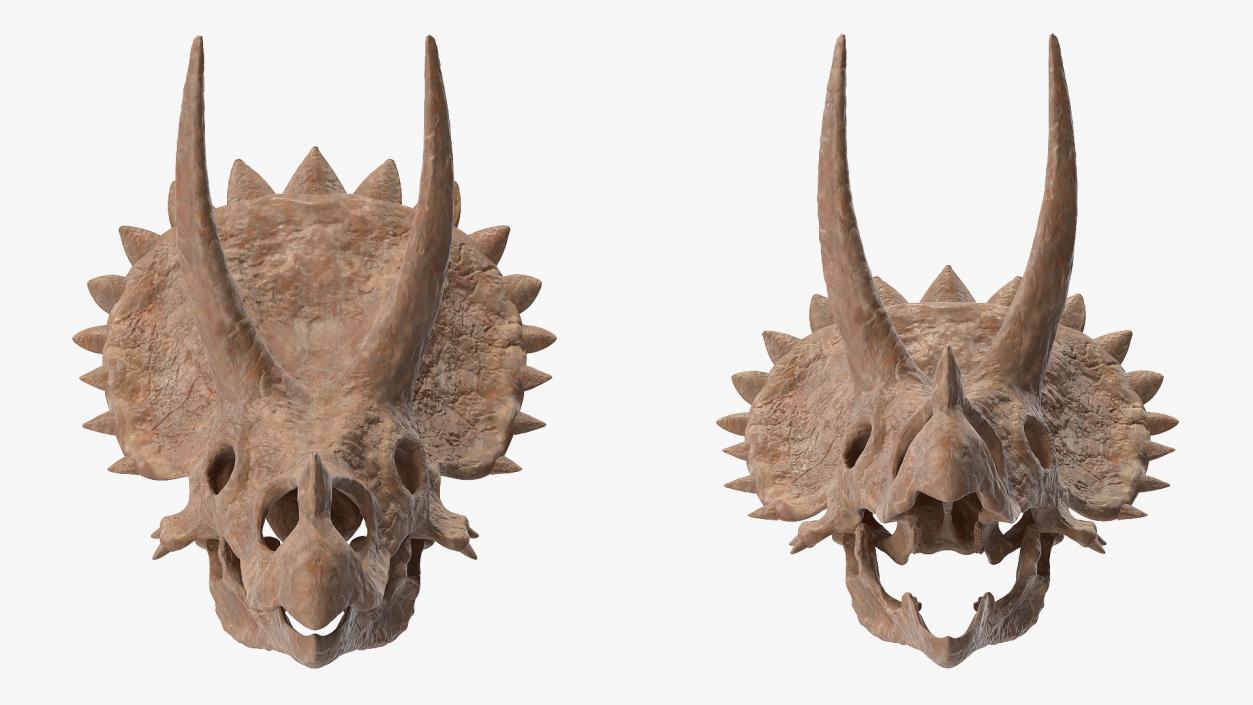 Triceratops Skull Fossil 3D model