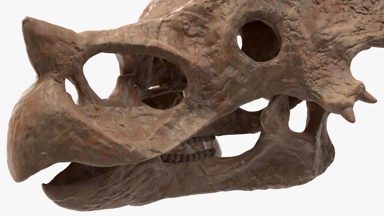 Triceratops Skull Fossil 3D model