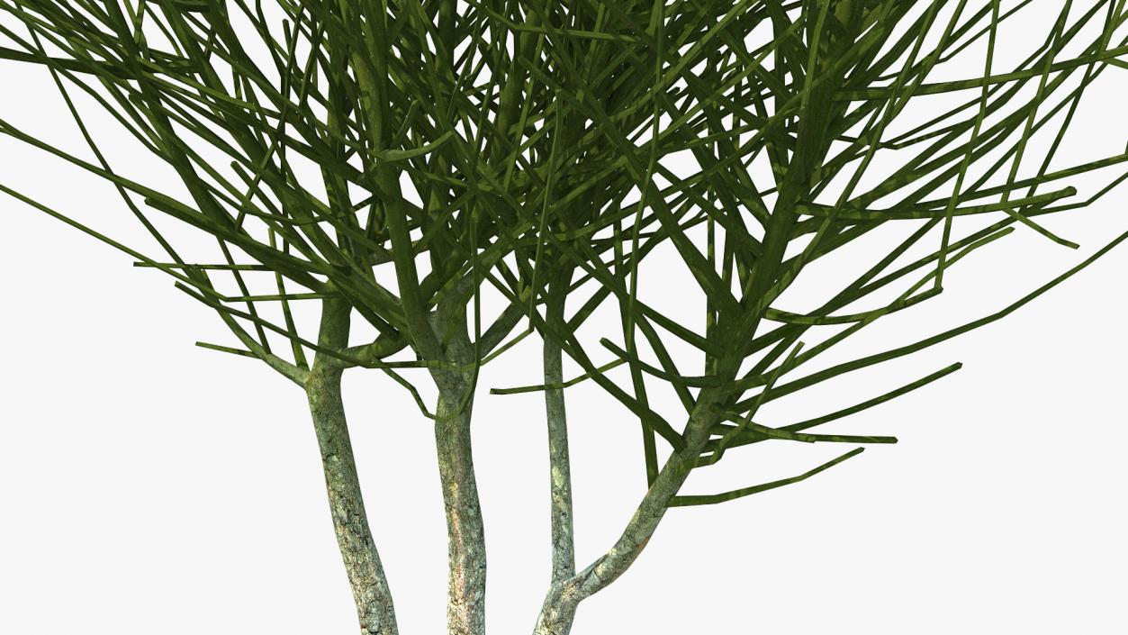 3D model Bare Shrub