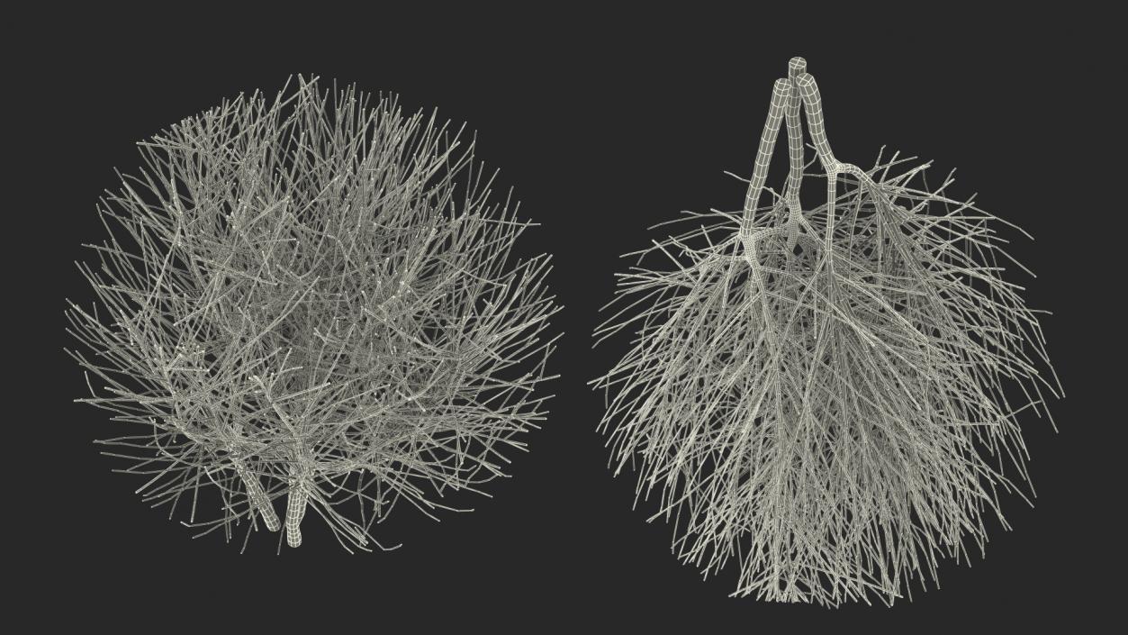 3D model Bare Shrub