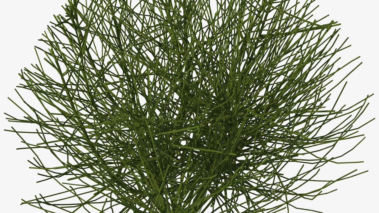 3D model Bare Shrub