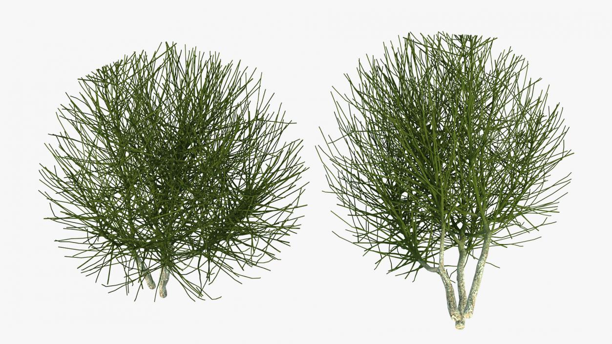 3D model Bare Shrub