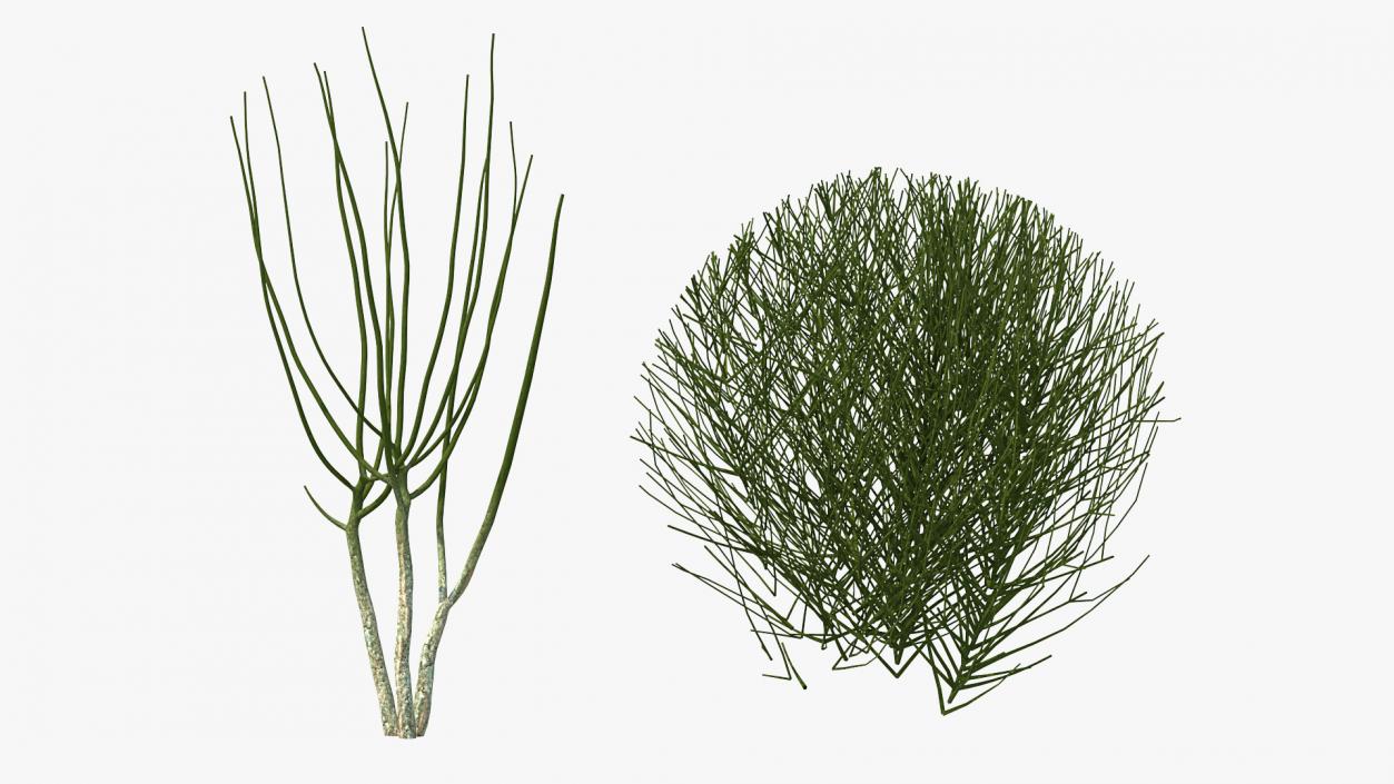 3D model Bare Shrub