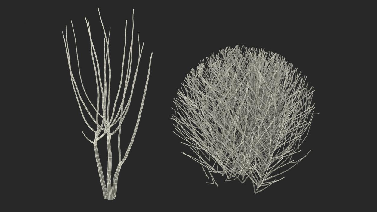 3D model Bare Shrub