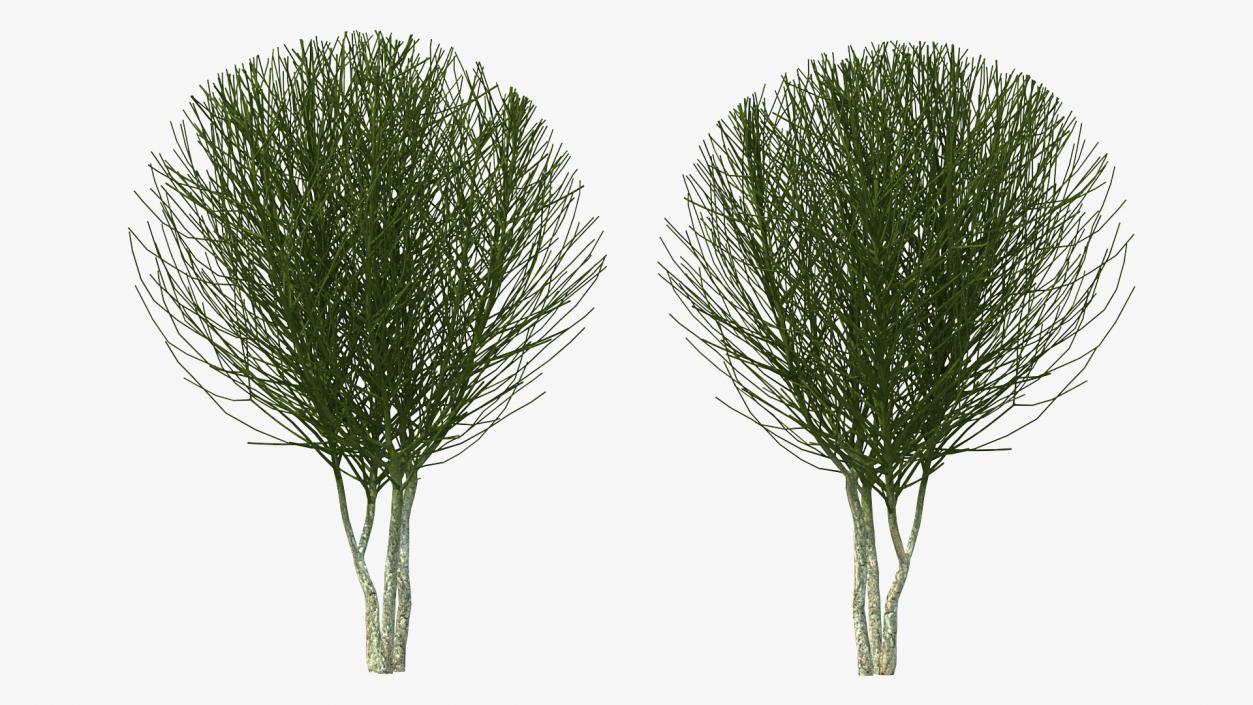 3D model Bare Shrub