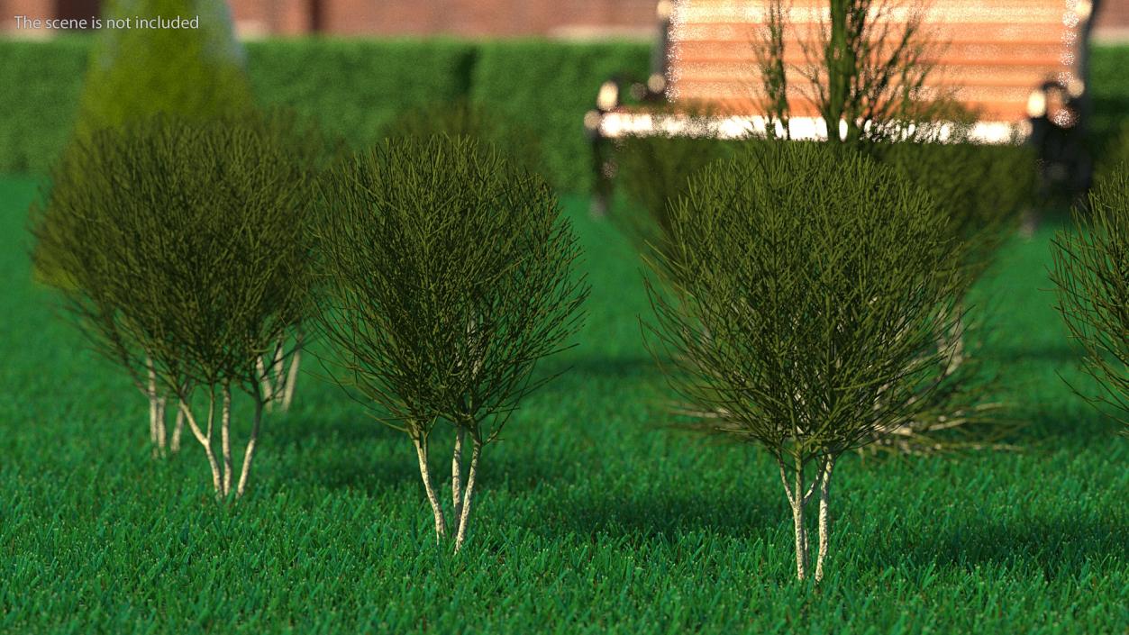 3D model Bare Shrub