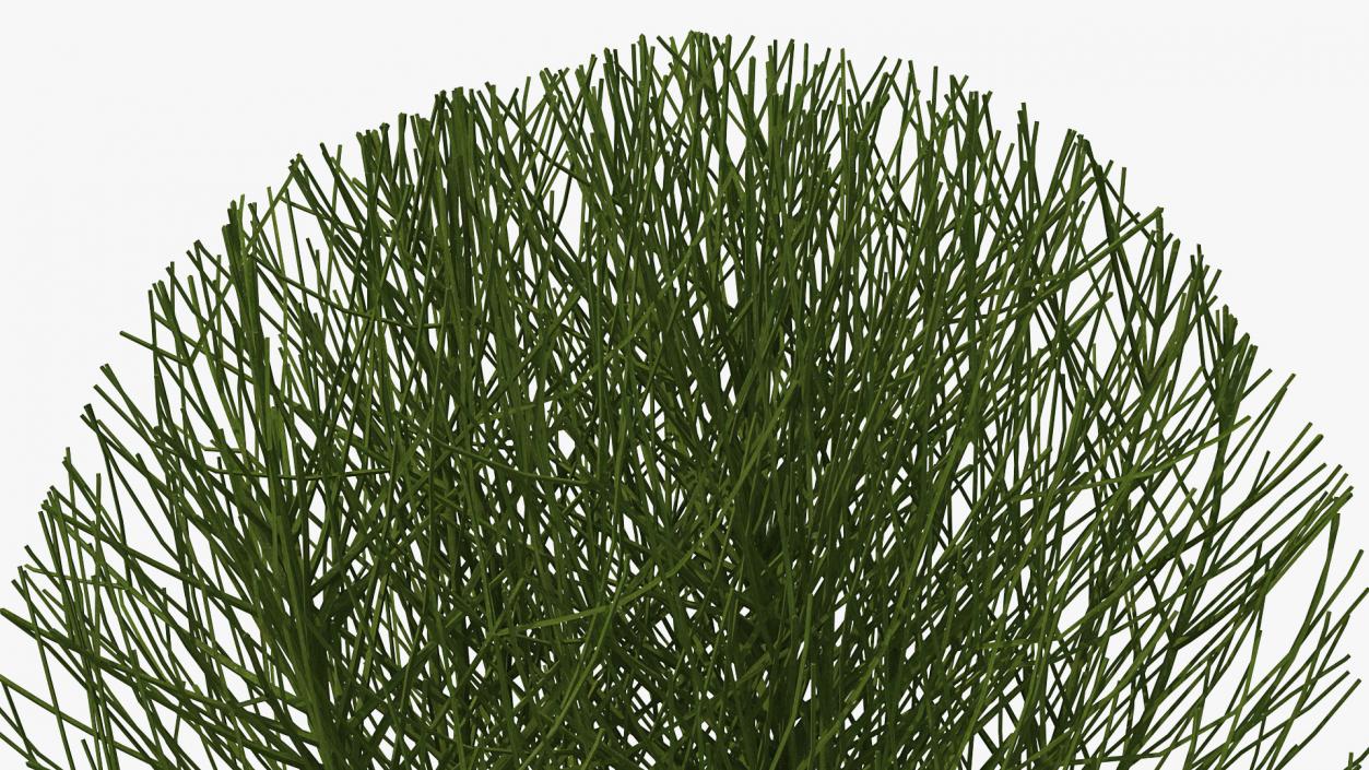 3D model Bare Shrub