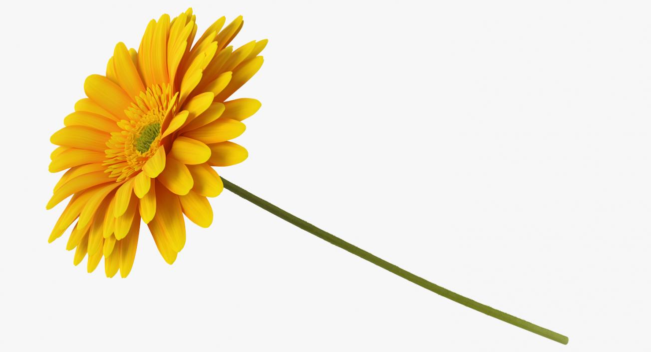 Yellow Gerbera Flower In Vase 3D model