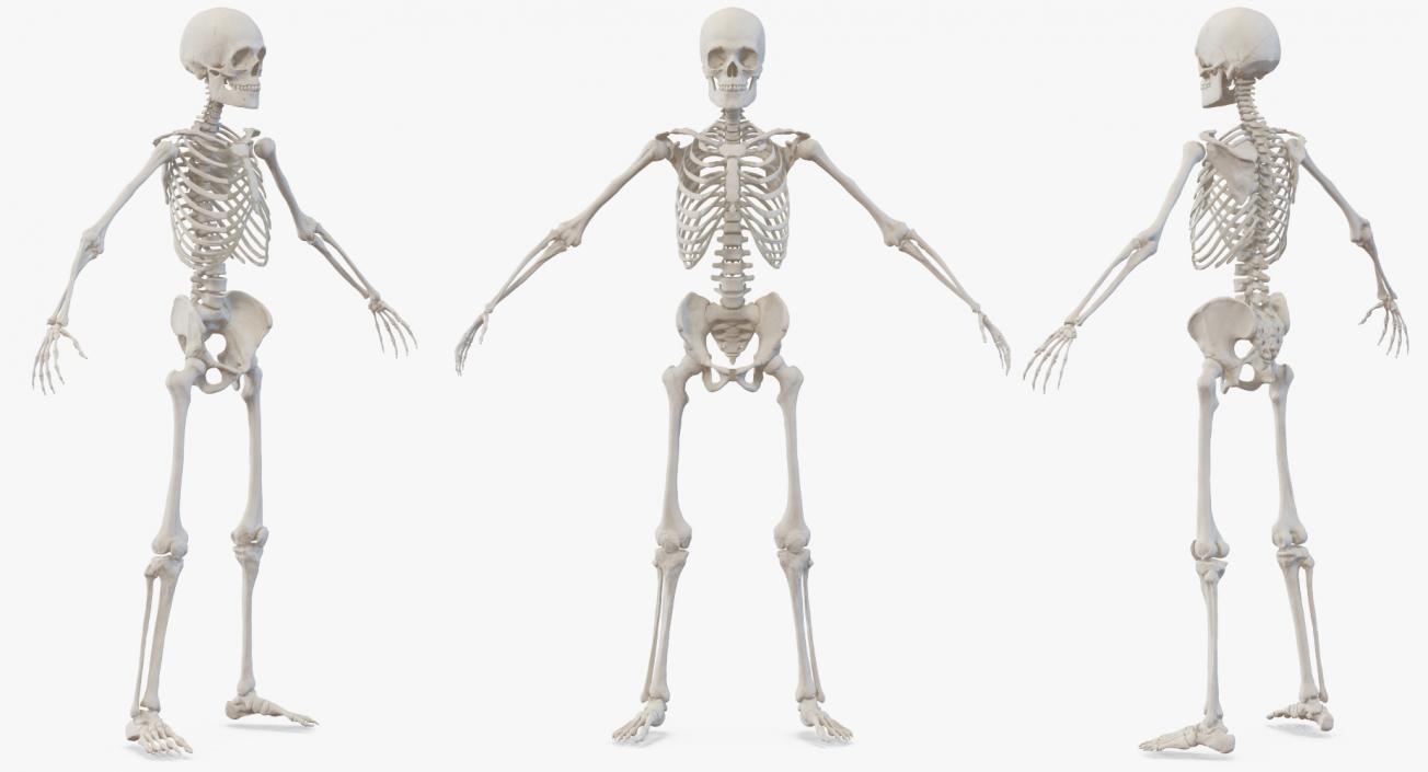 3D model Male Body with Skeleton Rigged