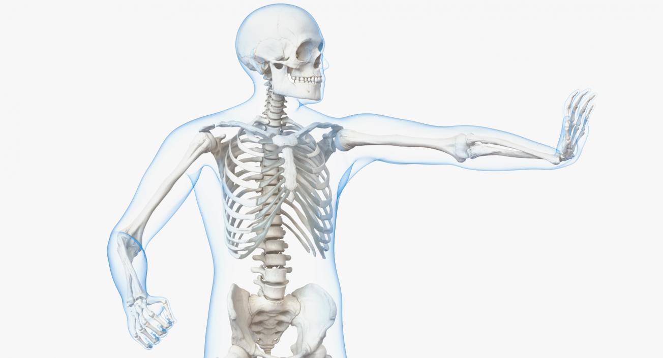 3D model Male Body with Skeleton Rigged