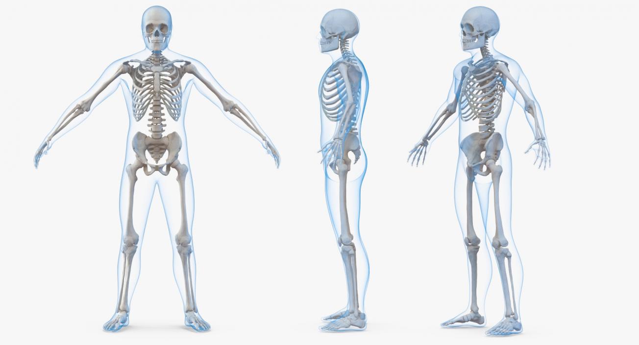 3D model Male Body with Skeleton Rigged