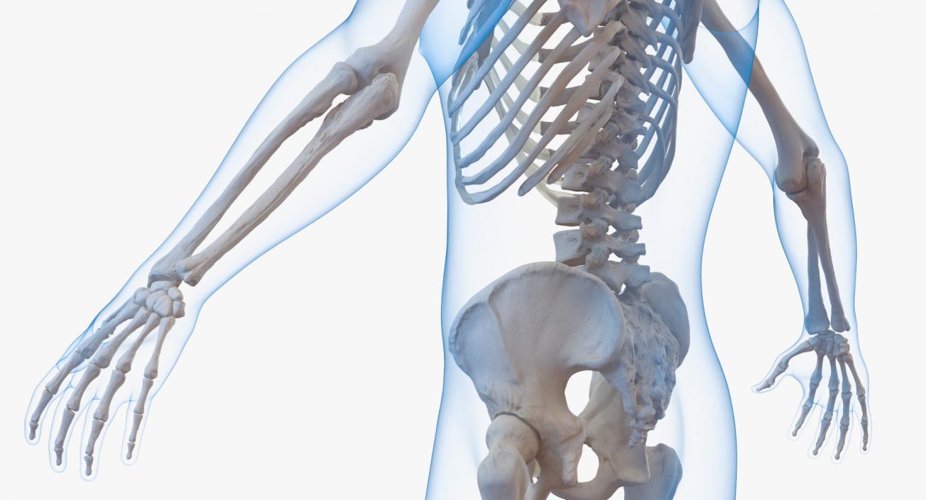 3D model Male Body with Skeleton Rigged