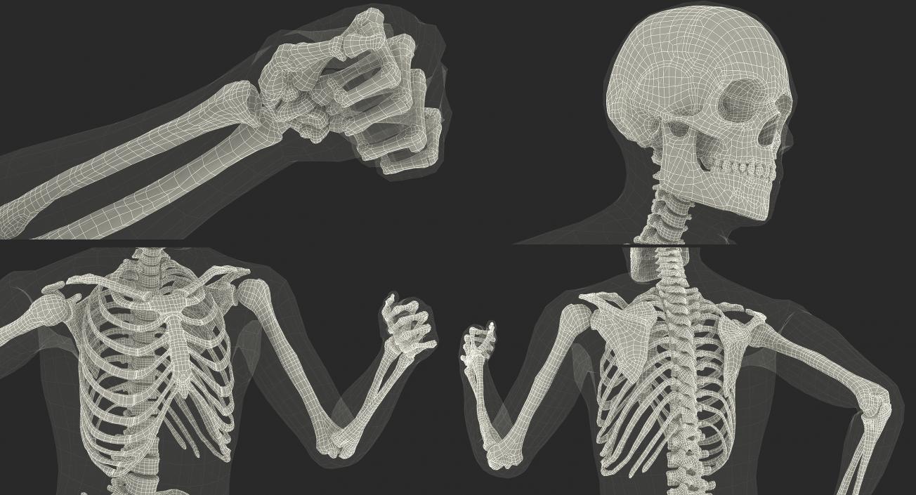 3D model Male Body with Skeleton Rigged