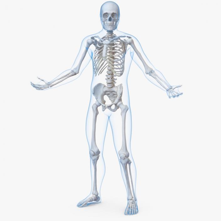 3D model Male Body with Skeleton Rigged