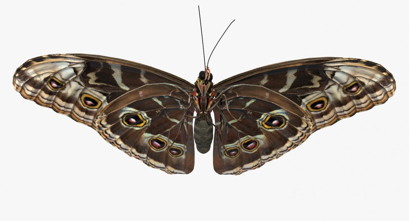 3D model Butterfly Morpho Peleides