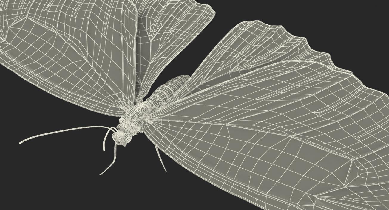 3D model Butterfly Morpho Peleides