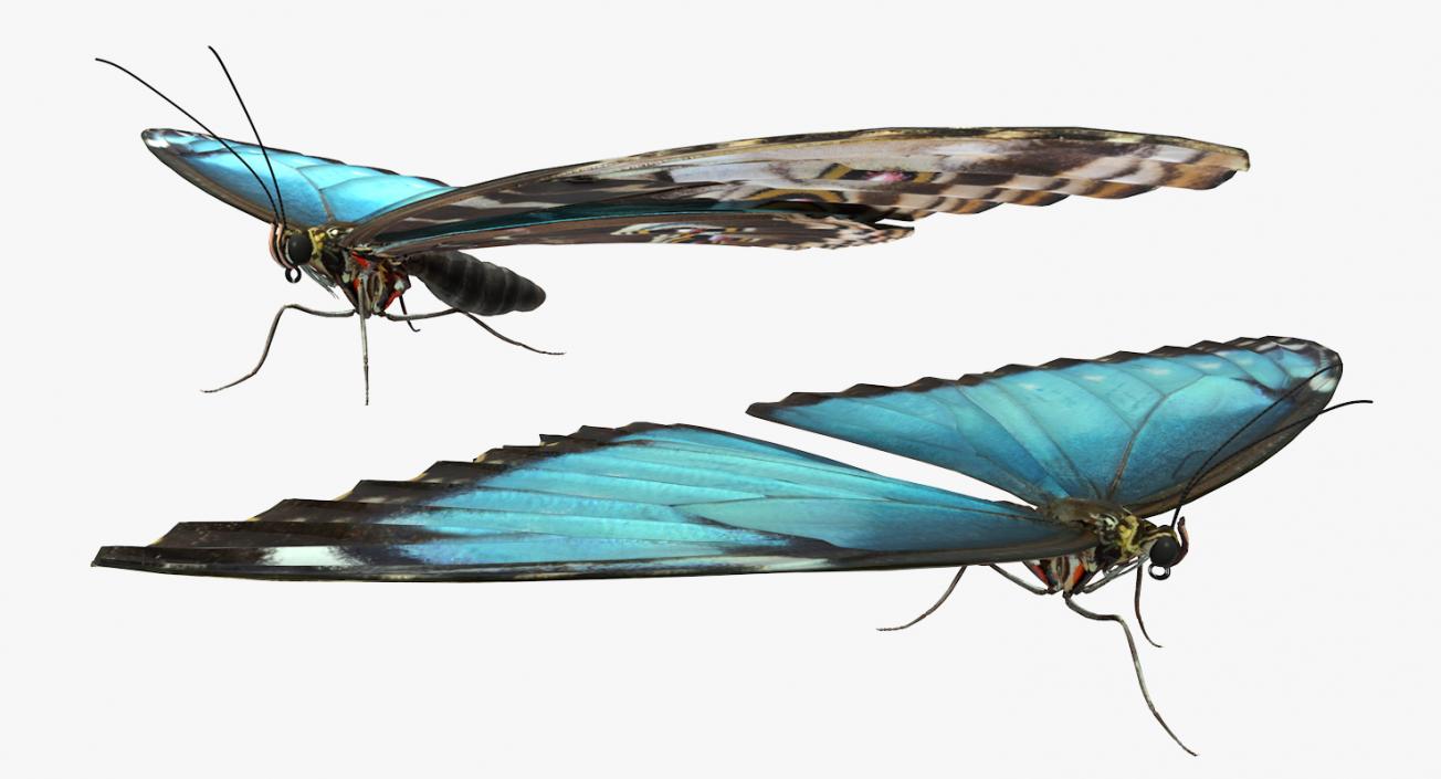 3D model Butterfly Morpho Peleides