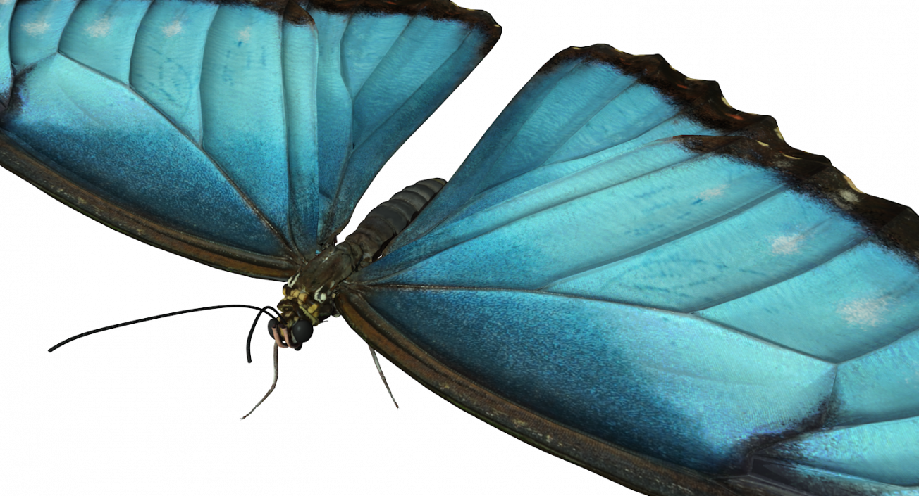 3D model Butterfly Morpho Peleides