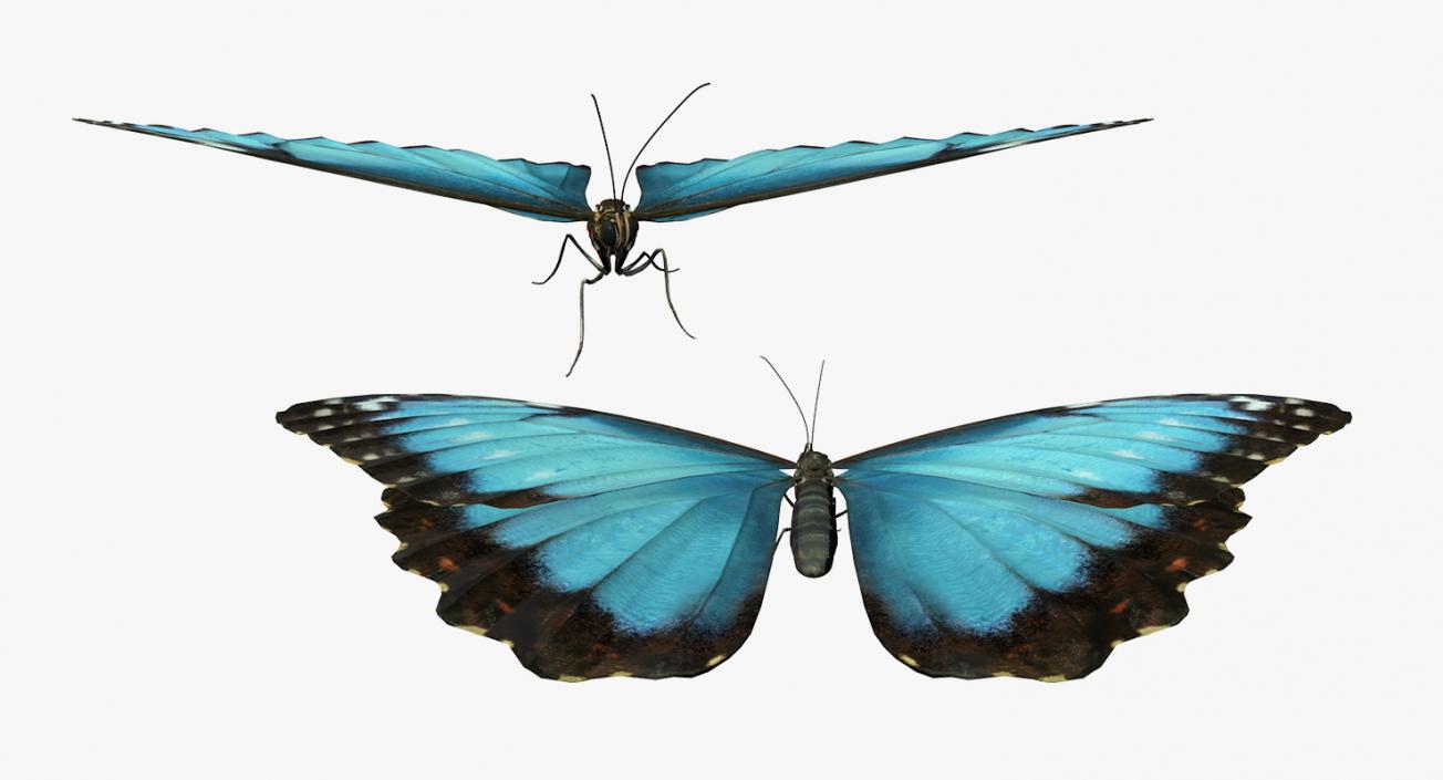 3D model Butterfly Morpho Peleides