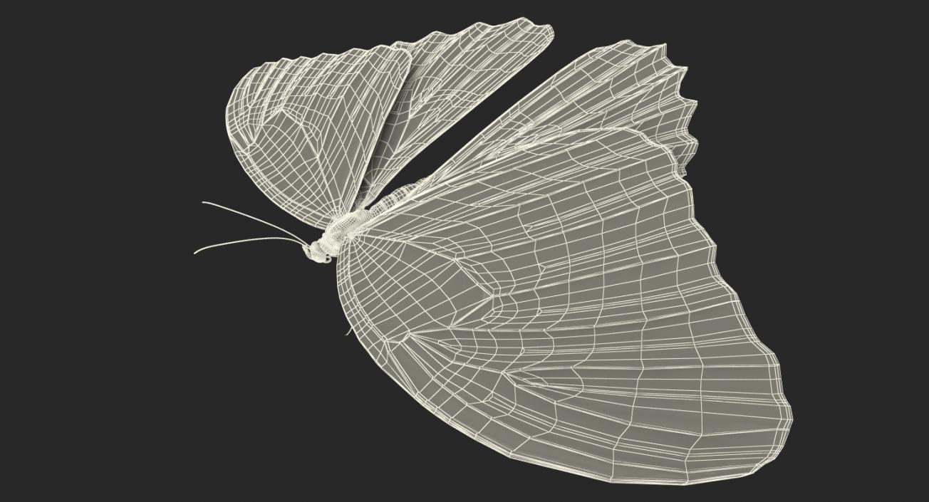 3D model Butterfly Morpho Peleides