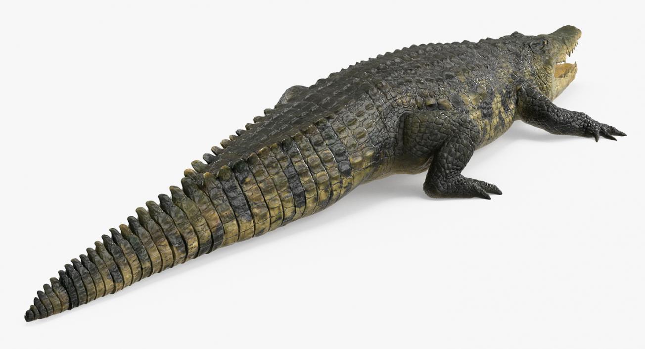 Crocodile 3D model