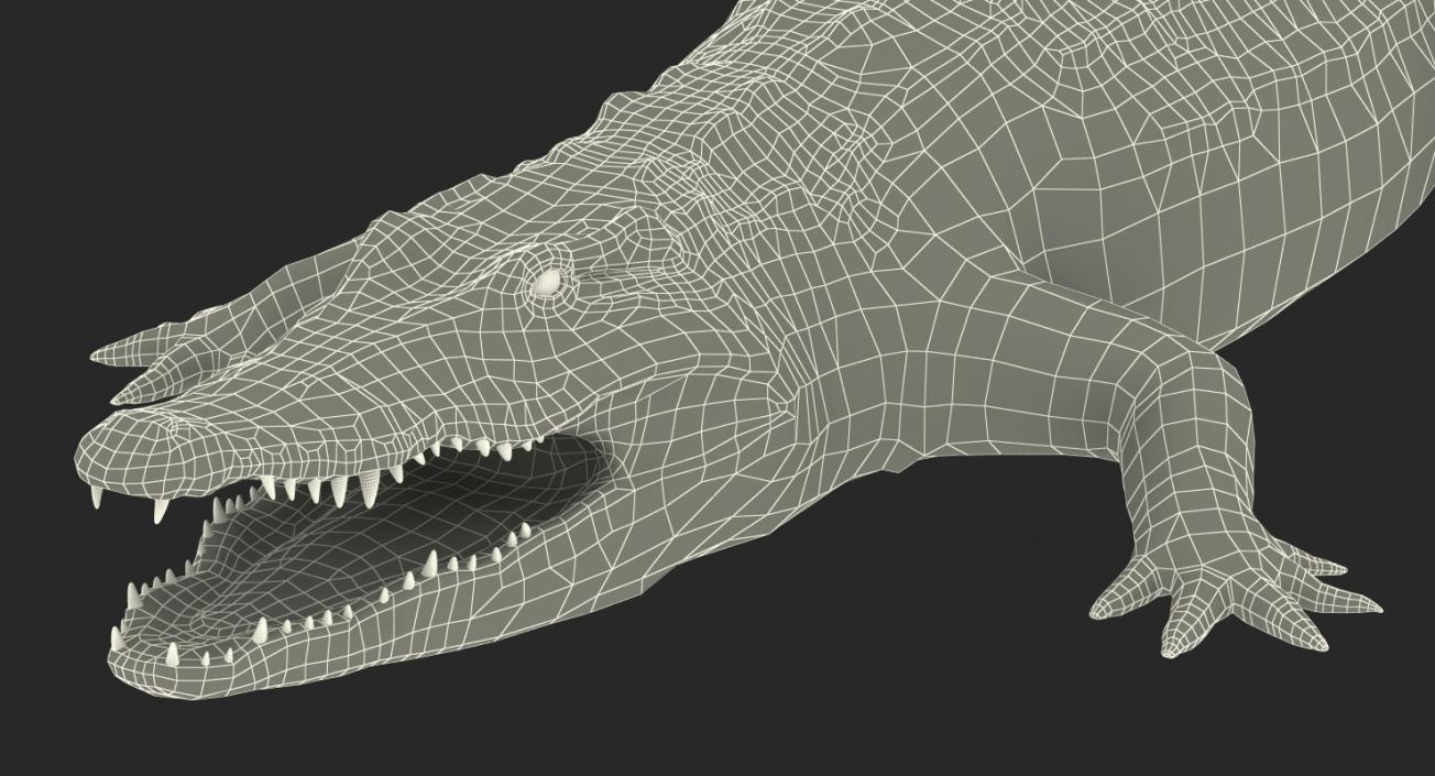 Crocodile 3D model