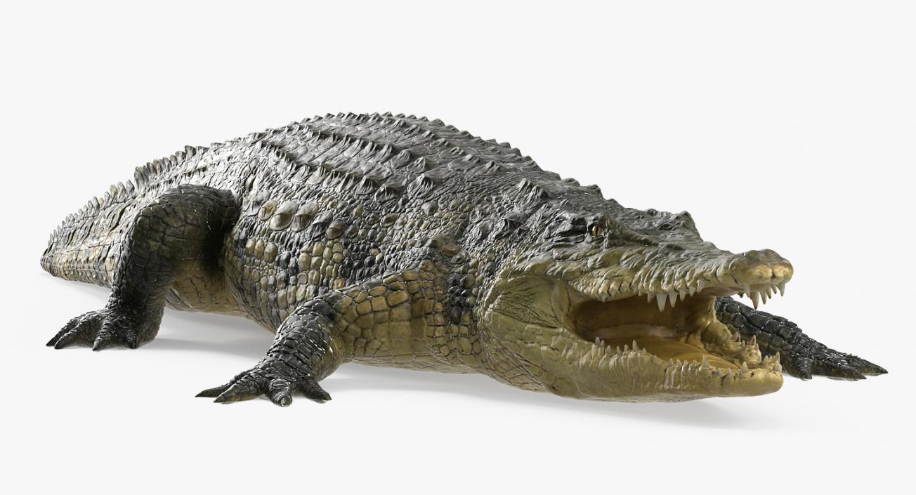 Crocodile 3D model