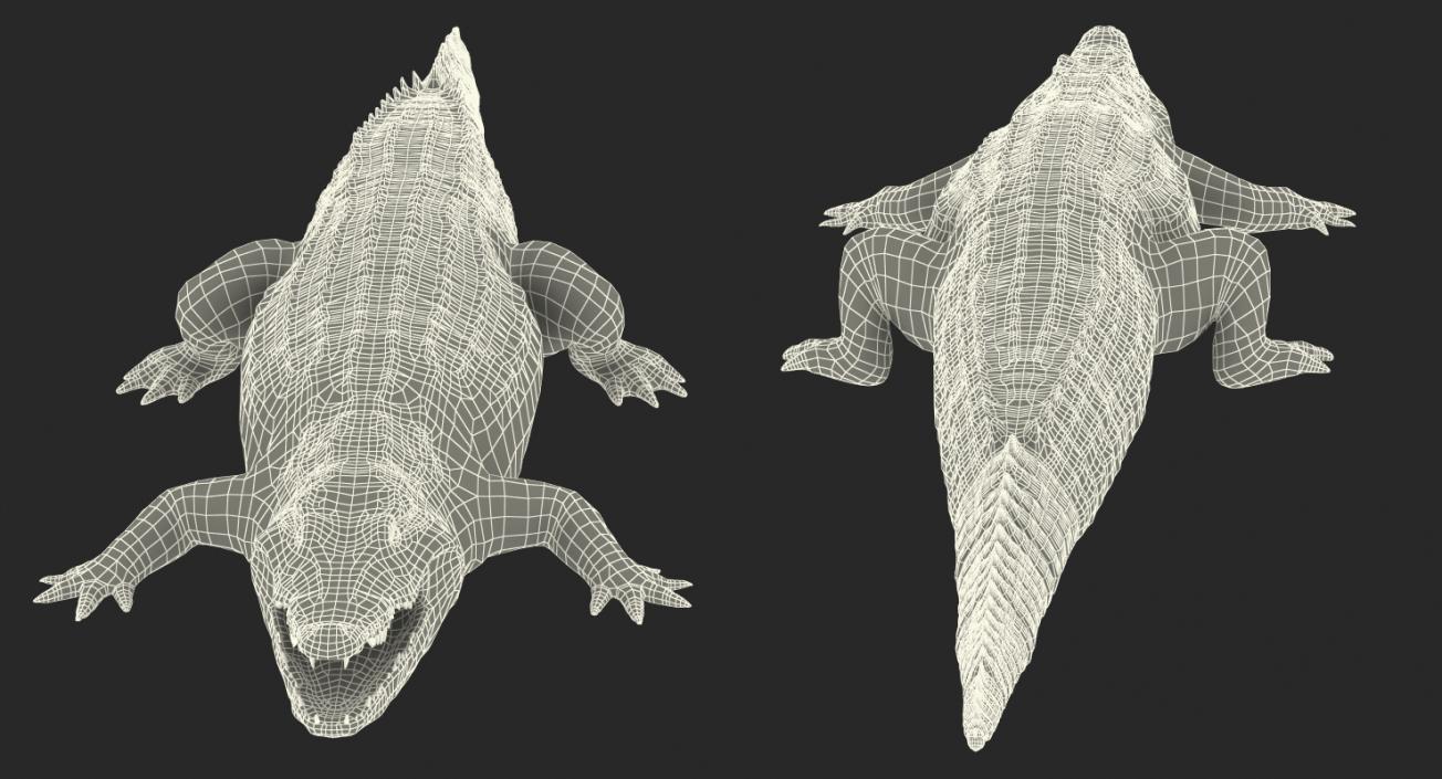 Crocodile 3D model