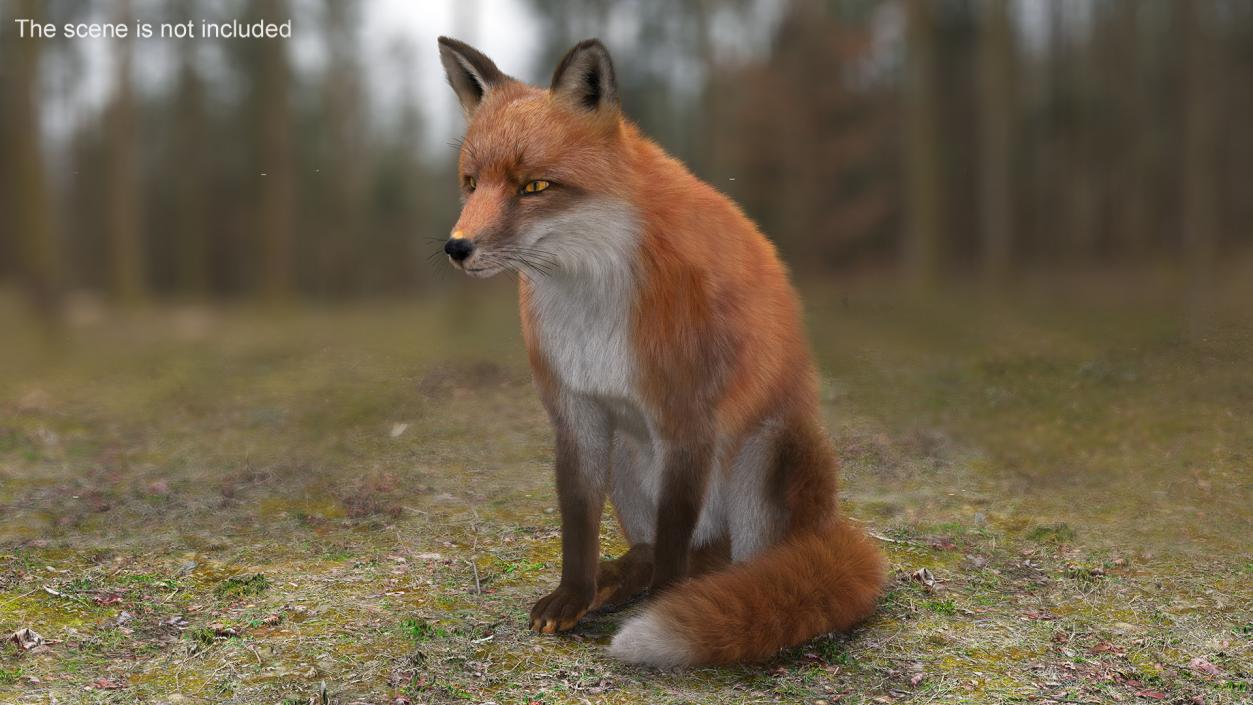 European Fox Sitting Pose Fur 3D model