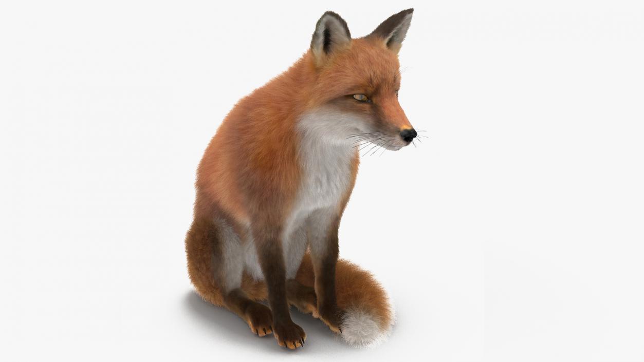 European Fox Sitting Pose Fur 3D model