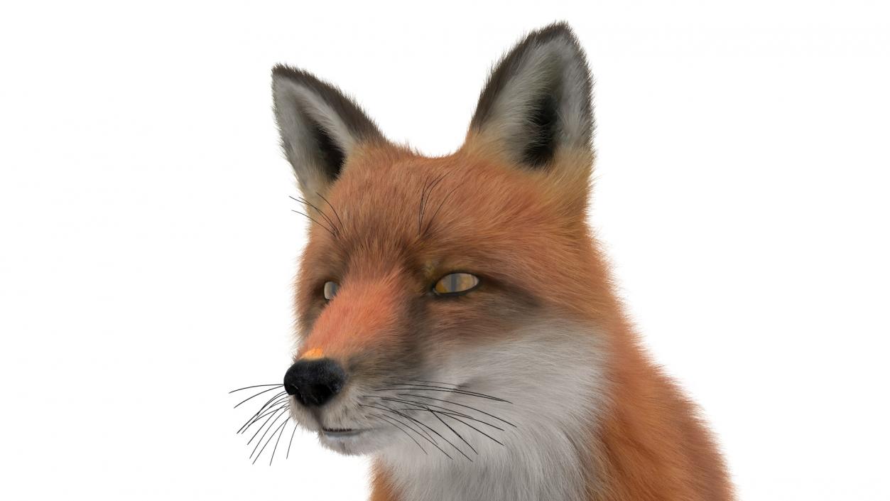 European Fox Sitting Pose Fur 3D model