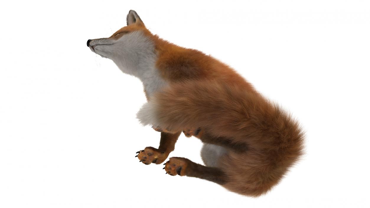 European Fox Sitting Pose Fur 3D model