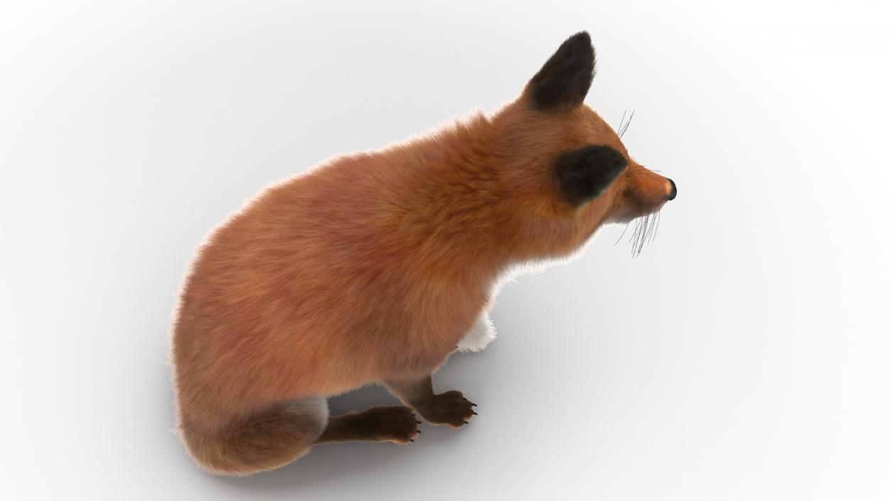 European Fox Sitting Pose Fur 3D model