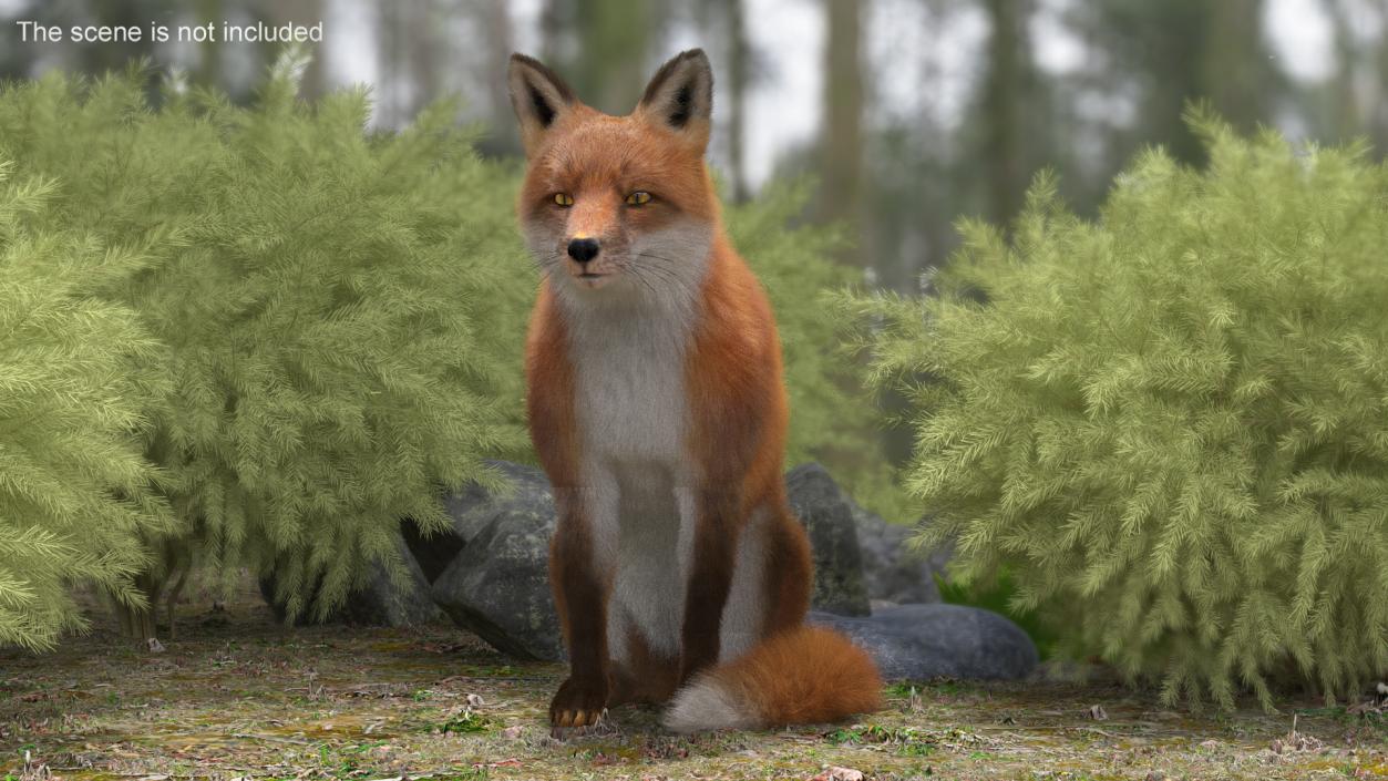 European Fox Sitting Pose Fur 3D model