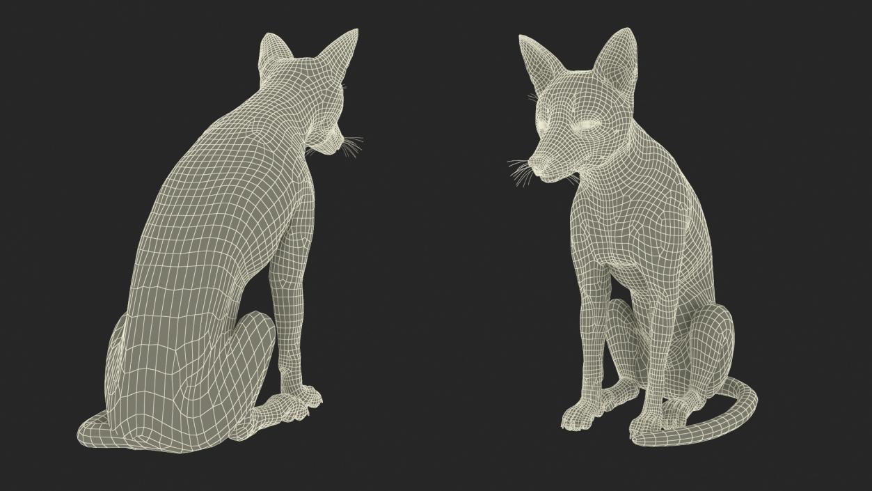 European Fox Sitting Pose Fur 3D model