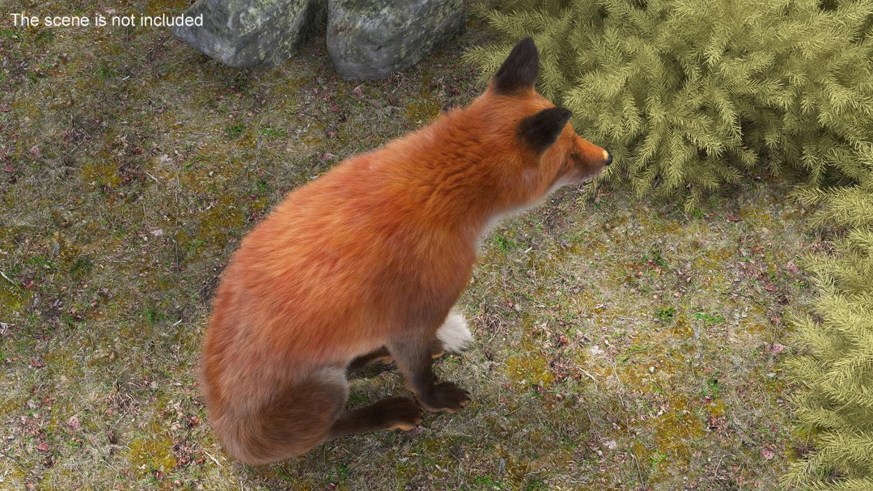 European Fox Sitting Pose Fur 3D model