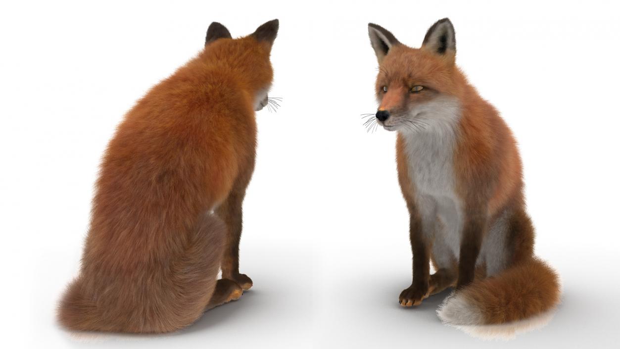 European Fox Sitting Pose Fur 3D model