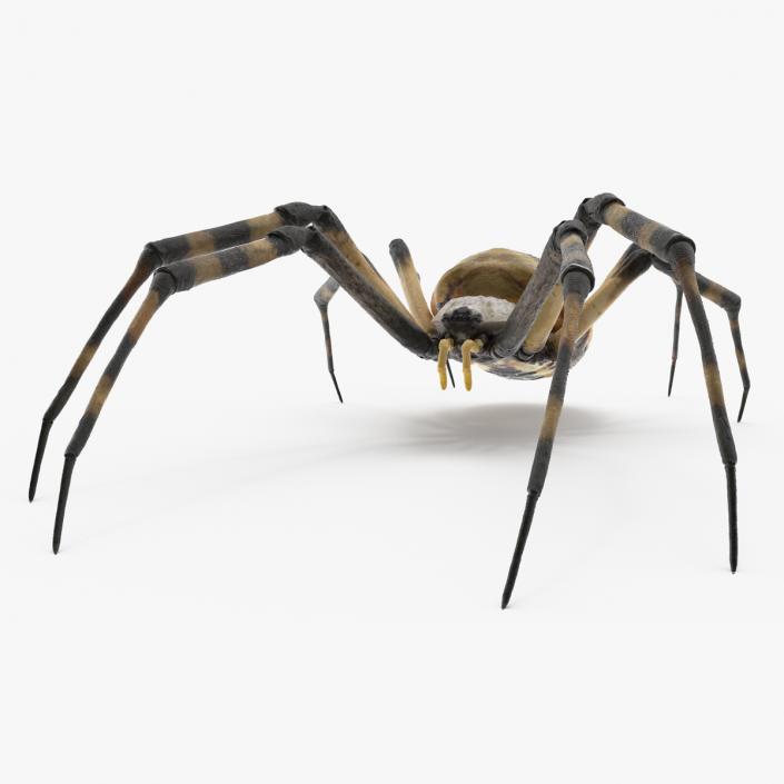 Argiope Trifasciata Spider Rigged for Modo 3D