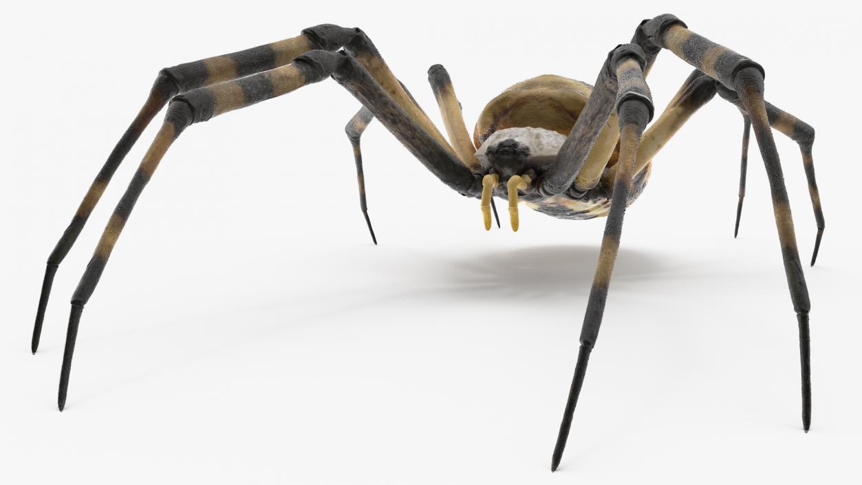 Argiope Trifasciata Spider Rigged for Modo 3D