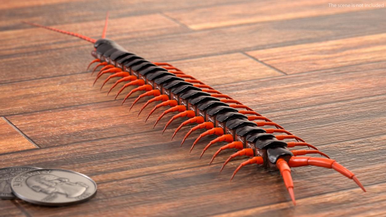 3D Scolopendra Subspinipes model