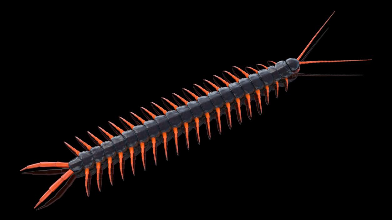 3D Scolopendra Subspinipes model