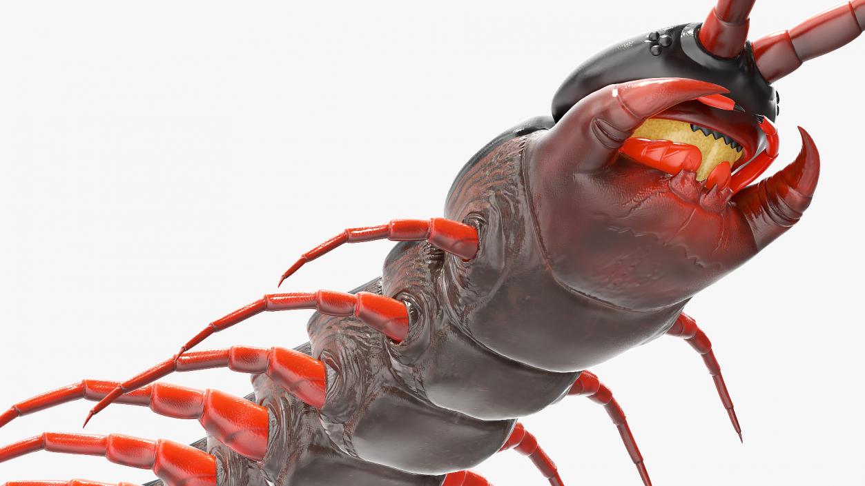 3D Scolopendra Subspinipes model